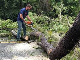 Trusted Huguley, AL Tree Removal Services Experts